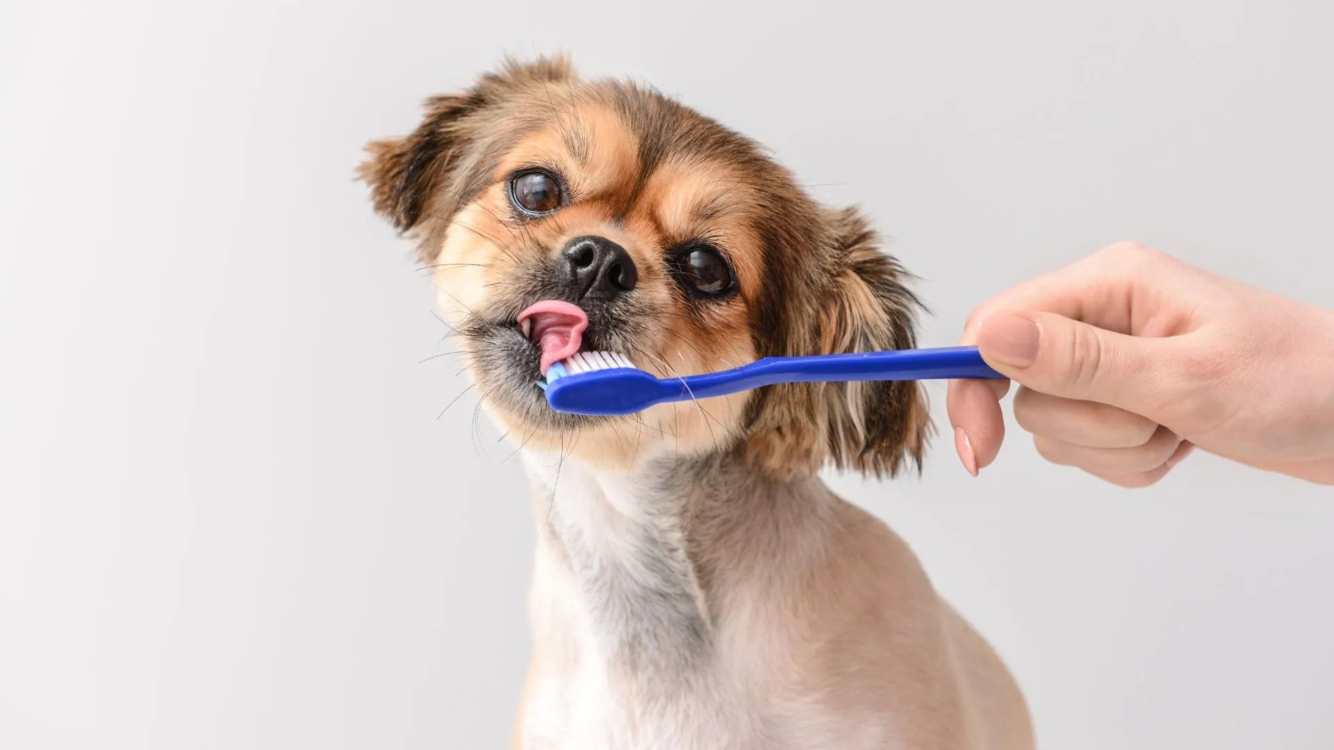 Dog Dental Care: Essential Tips for a Healthy Smile