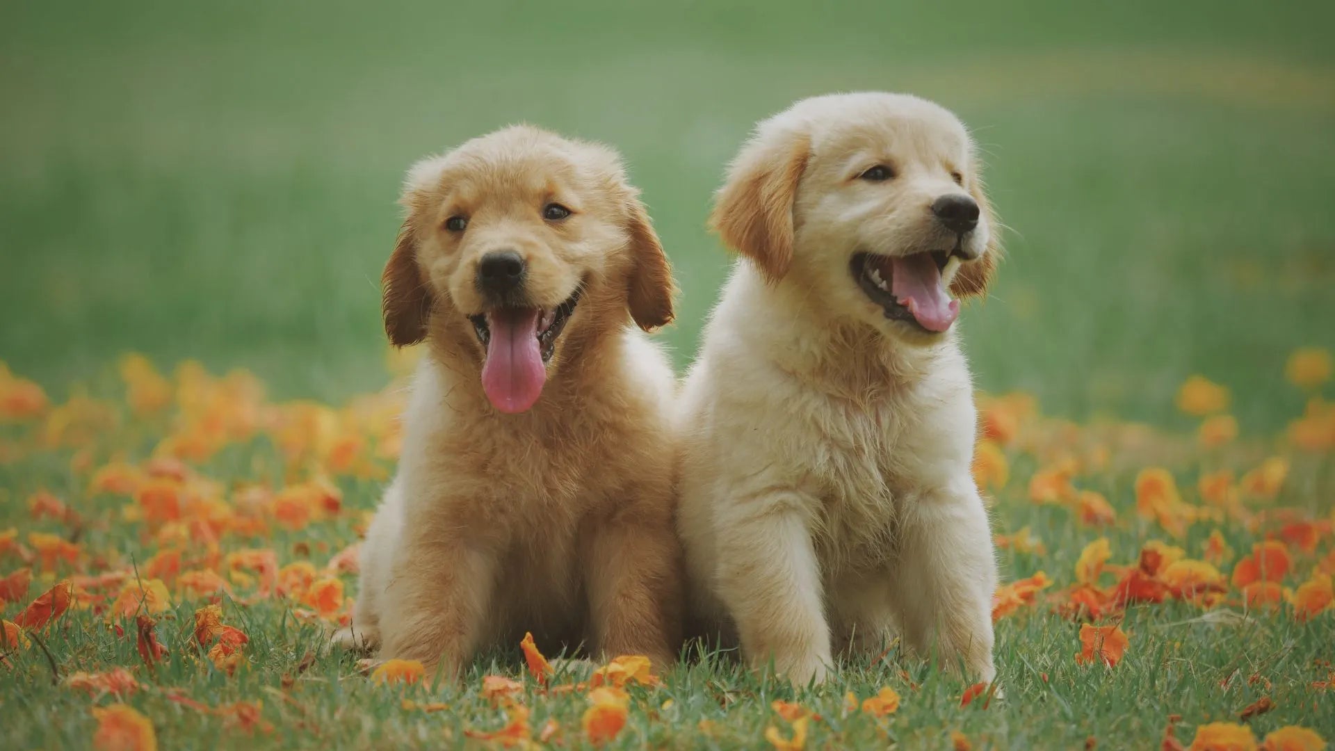 Potty Training Your Dog: Effective Methods and Proven Techniques for Success