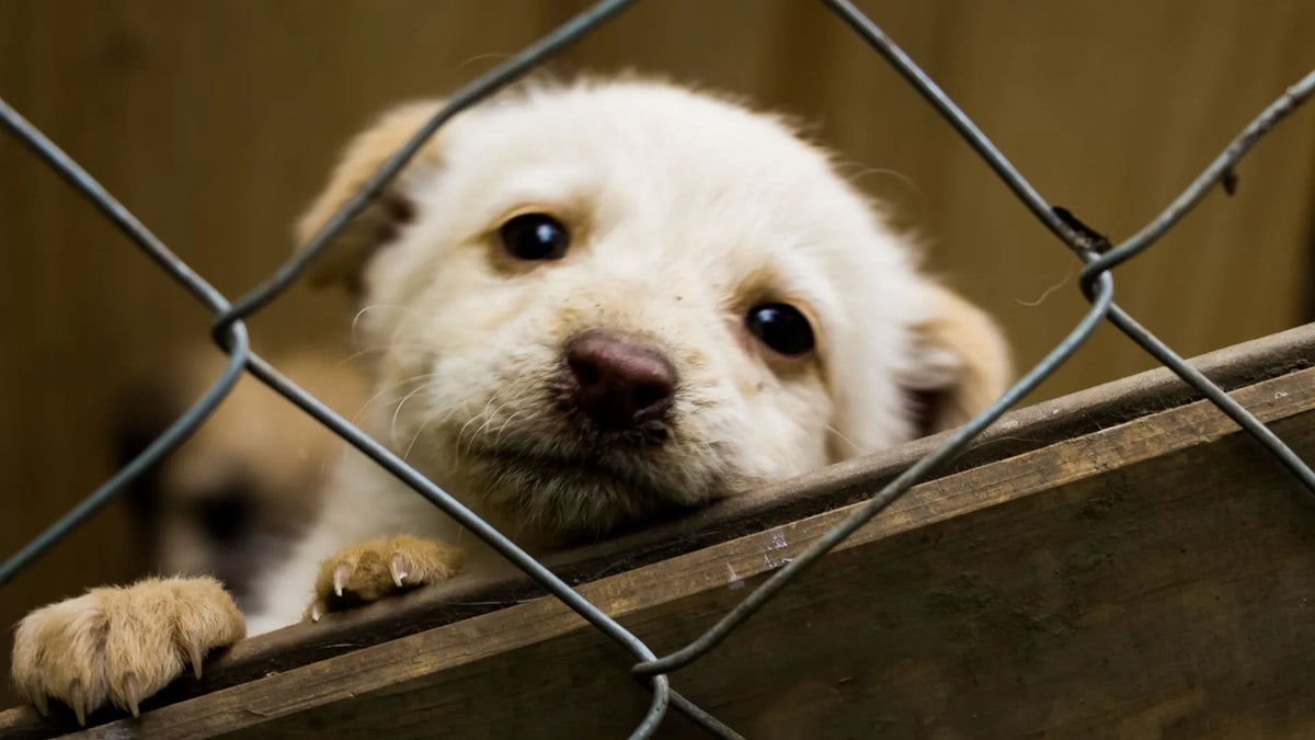 Dangerous Signs and Handling of Dog Poisoning: Essential Guide for Pet Parents