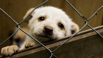 Dangerous Signs and Handling of Dog Poisoning: Essential Guide for Pet Parents