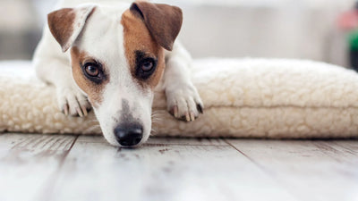 Is Your Dog Feeling Down? Discover Why They Might Not Be Eating and How You Can Help