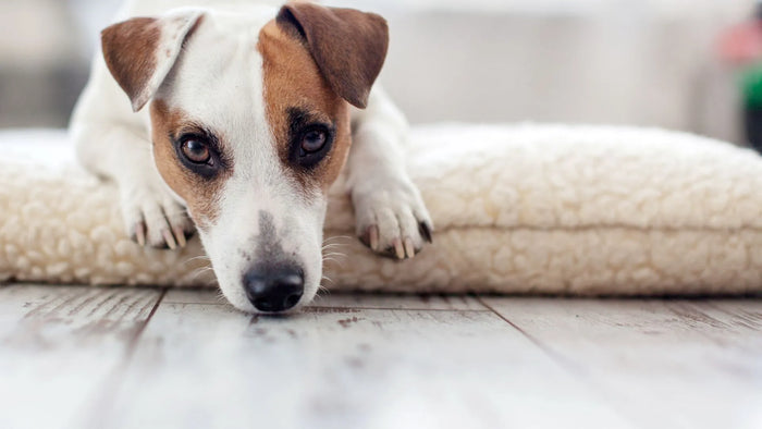 Dog's Appetite: Identifying Reasons for Reduced Food Intake and Providing Support