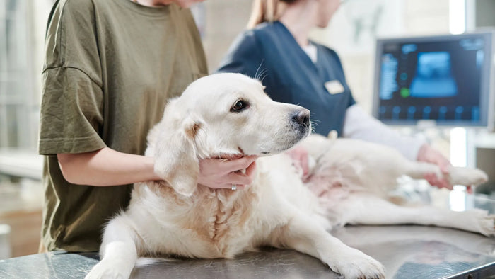 Danger Looming: Decoding Canine Distemper - Uncovering Causes, Symptoms, and Empowering Actions