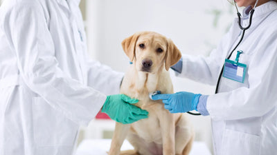 Keep Your Furry Friend Safe: Your Essential Guide to Protecting Against Ringworm