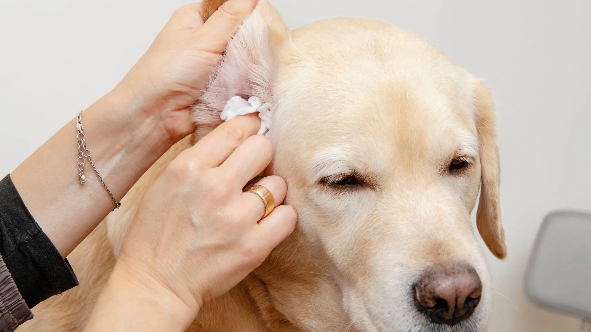 Dog Ear Cleaning: Expert Tips & Techniques for Pet Parents