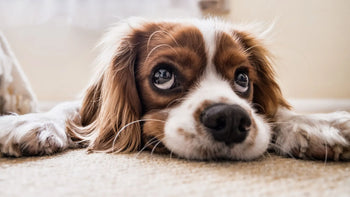 Dogs' Hot Spot Prevention: A Complete Guide to Ensure Your Furry Friend's Comfort