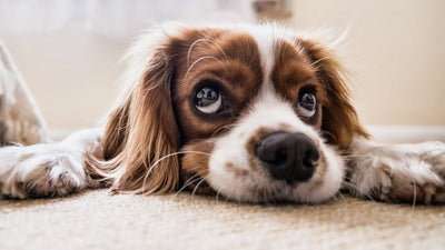 Hot Spots on Dogs: Your Essential Guide to Keeping Your Furry Friend Comfortable