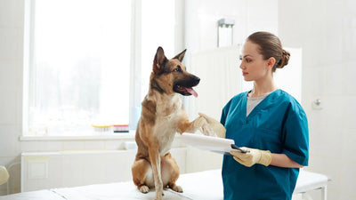 Your Dog’s Spay & Neuter Journey: A Comprehensive Guide for Caring Pet Parents