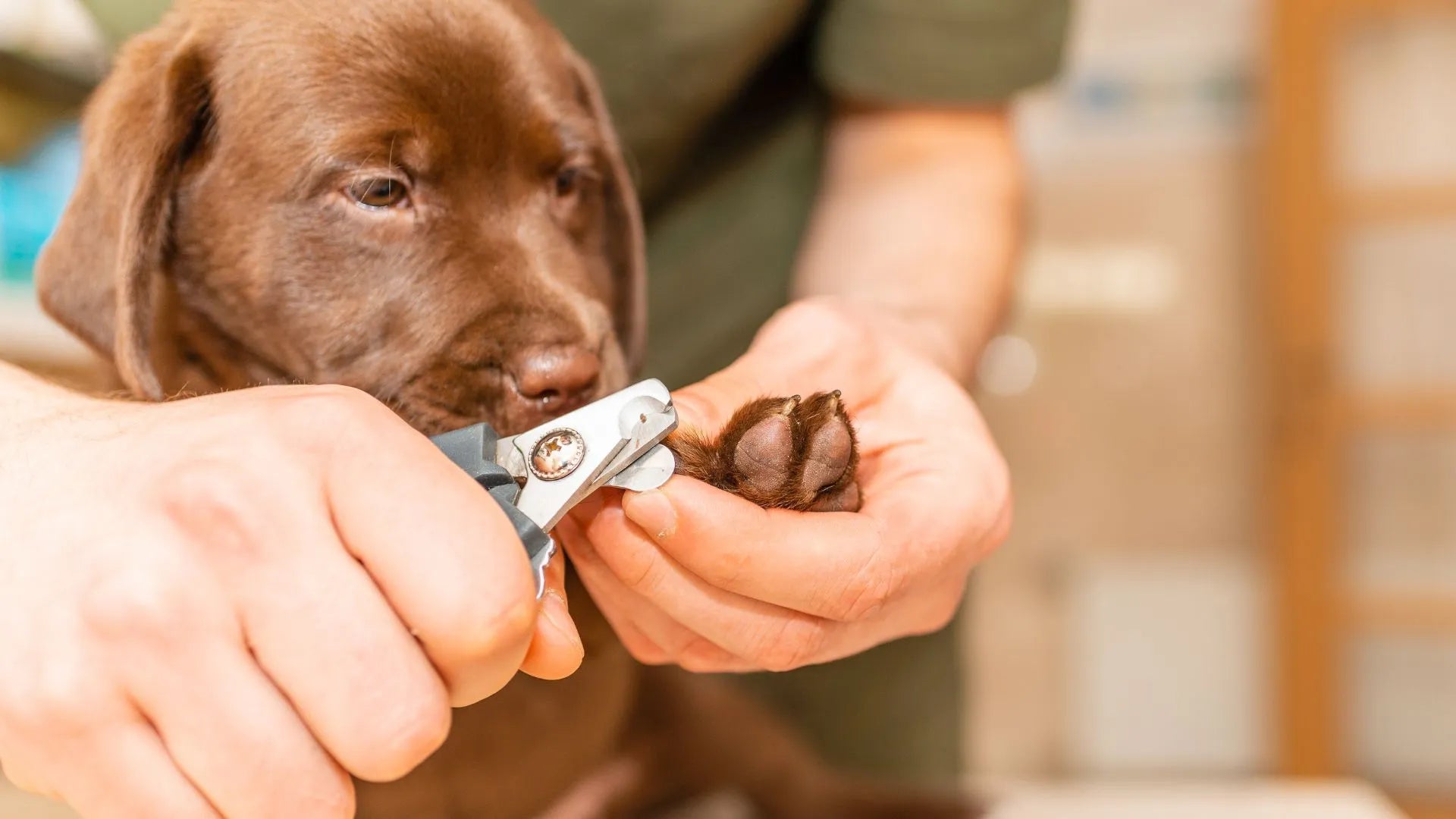 Expert Tips for Stress-Free Dog Nail Trimming: A Guide for Pet Parents