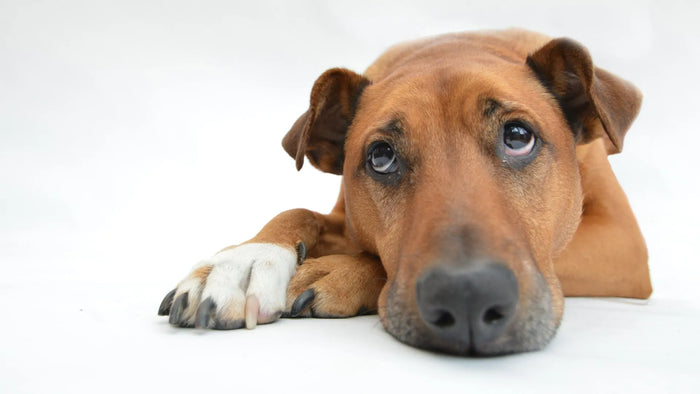 Dangers of Chocolate Consumption for Dogs: Essential Knowledge for Pet Owners