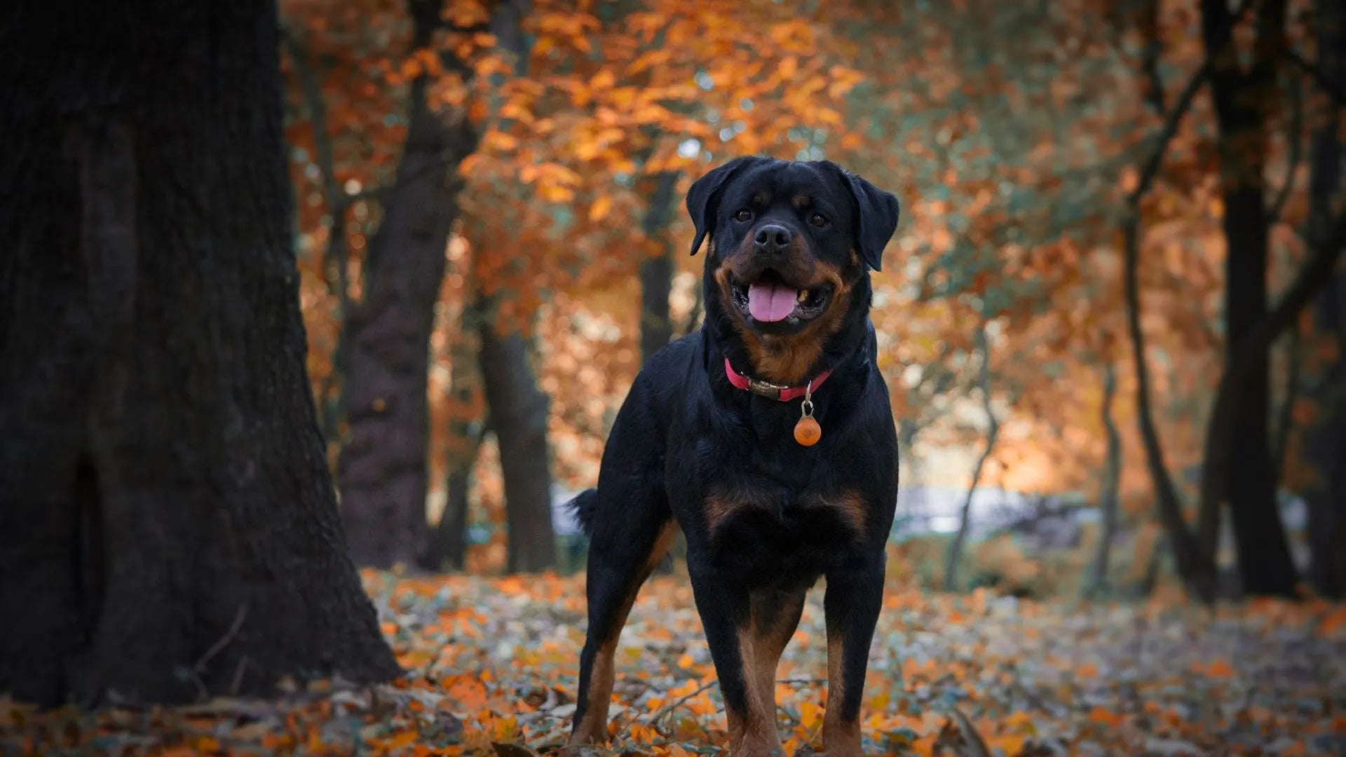 Dog's Barking Sounds: An Insightful Guide for Pet Parents