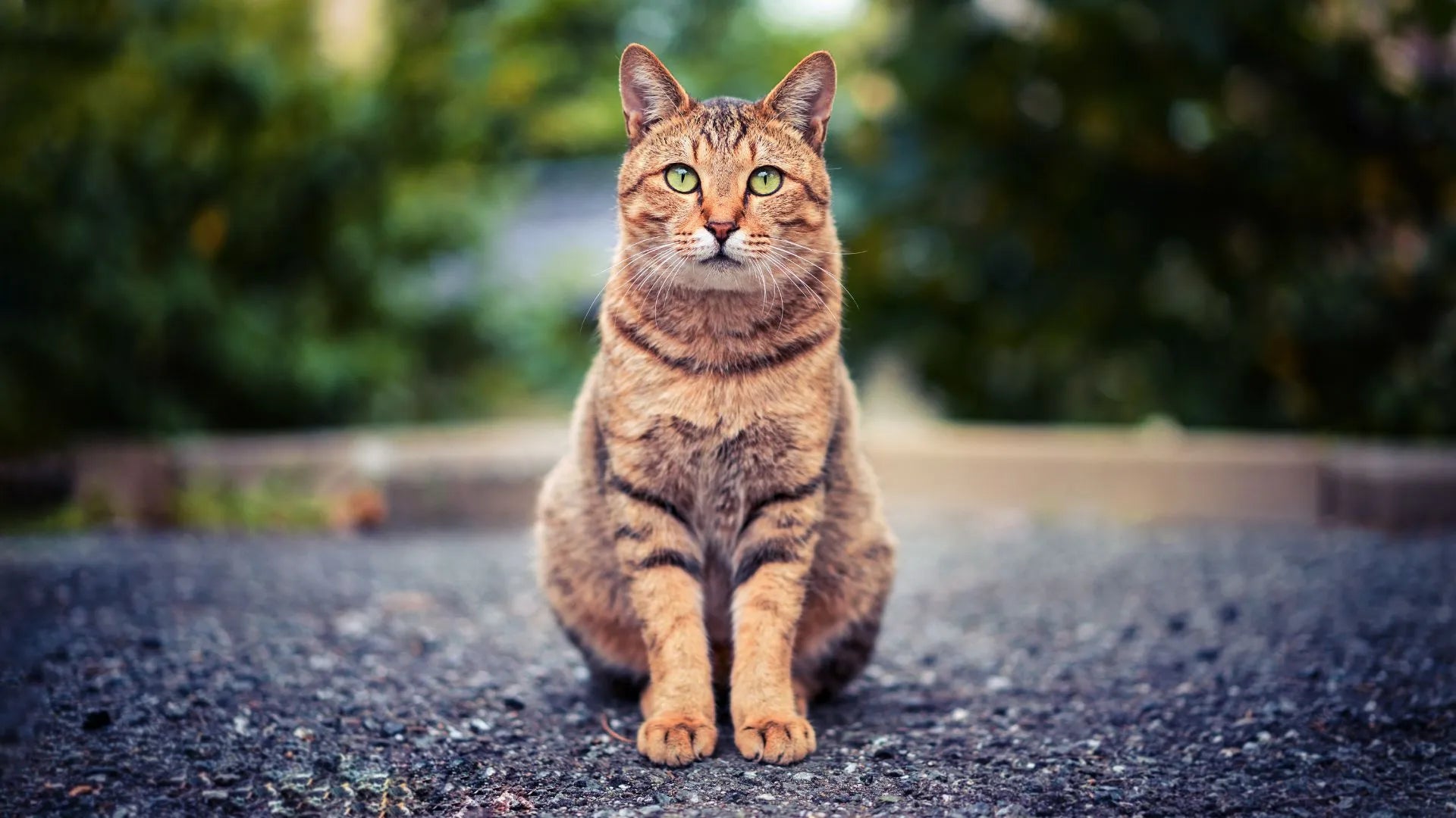 Feline Bliss: Mastering Cat Care for a Joyful and Contented Life