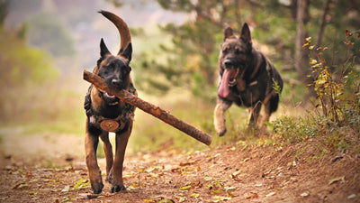 German Shepherd Dog vs. Belgian Malinois: Spot the Difference and Choose Your Perfect Companion