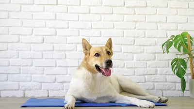 Why Your Pet Needs a Cooling Mat This Summer