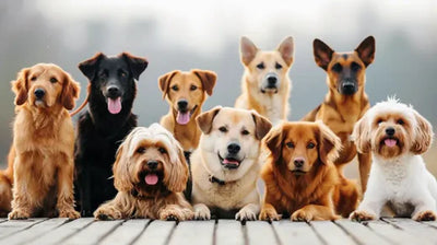 What’s Your Dream Dog Breed? Know about trending Breeds Here