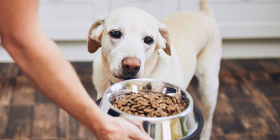 The Benefits of Wet Dog Food Over Dry Dog Food