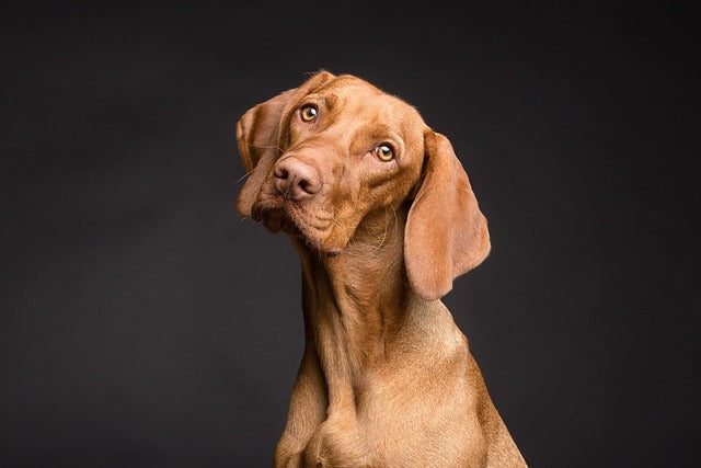 Keep Your Pet  Camera Ready