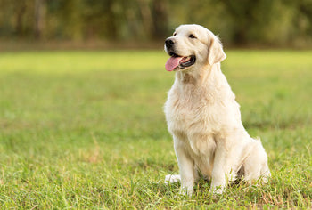golden retriever sitting in the garden