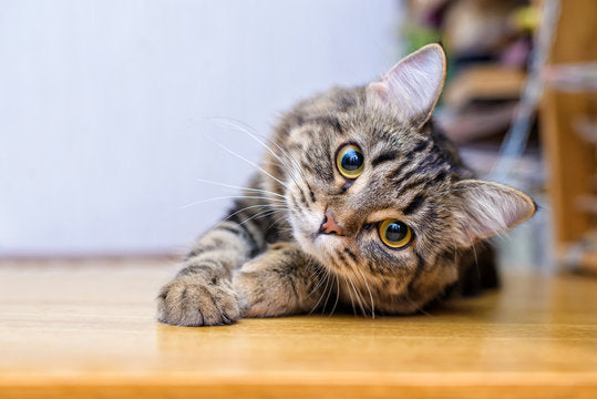 Keep Your Cat Safe from Fleas & Ticks – Prevention Starts Before the Bite