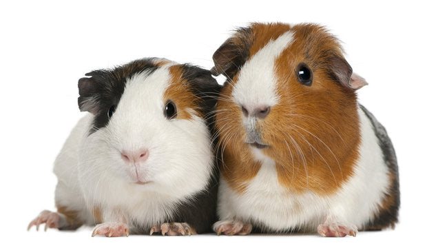 Guinea Pig Breeds: A Comprehensive Guide to Different Varieties