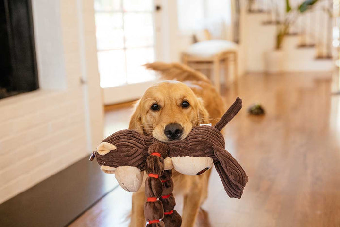 What Your Pet’s Favorite Toy Says About Them