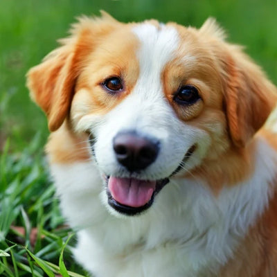 Is It a Dog? Or a vaccum Cleaner?