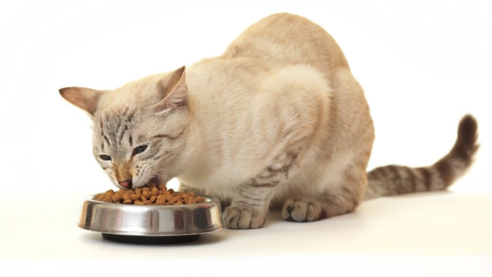 Worried about nutrition for cats?