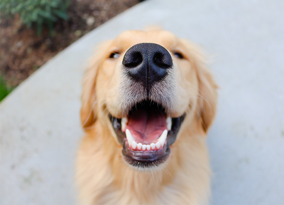 Benefits of Dental Treats for Canine Teeth