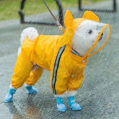 Pet Essentials: Monsoon Gear for Dogs