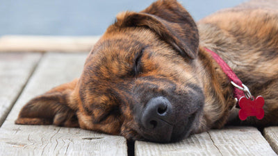 Decoding Canine Dreams: Signs of Restorative Sleep in Dogs