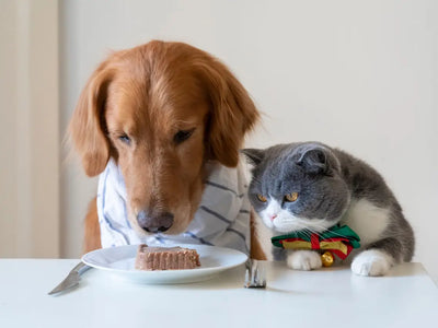 Can Cats Eat Dog Food in an Emergency? A Complete Guide