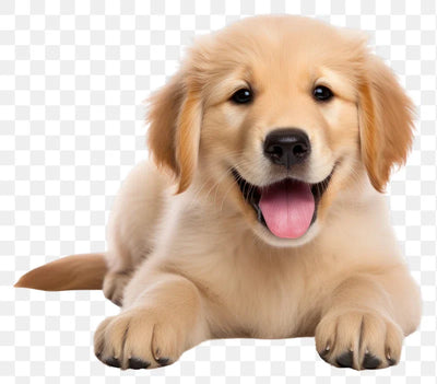 Why is prevention better than cure?