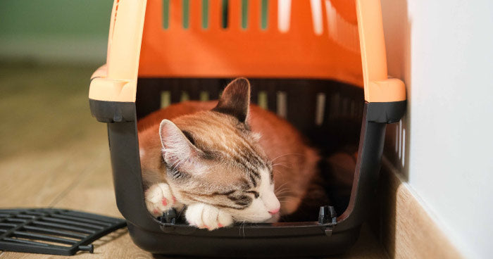 Ultimate Guide to Pet Accessories