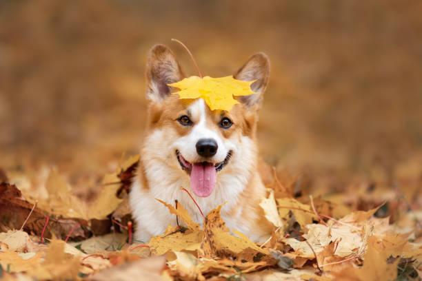 Ultimate Guide to Pet Accessories