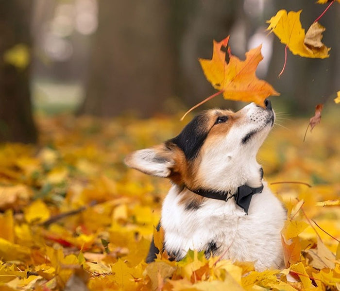 Give your pet a shiny coat!