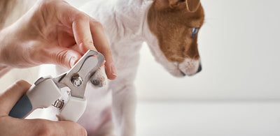 Nail clipping and ear cleaning - Your pet needs it