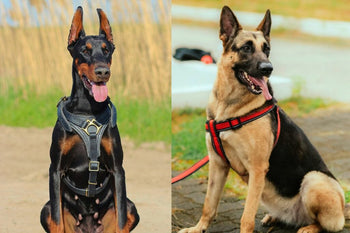 German Shepherd vs Doberman: Which is the Better Guard Dog for India?