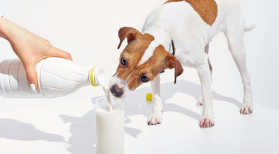 Commercial Formula vs Cow's Milk for Puppies