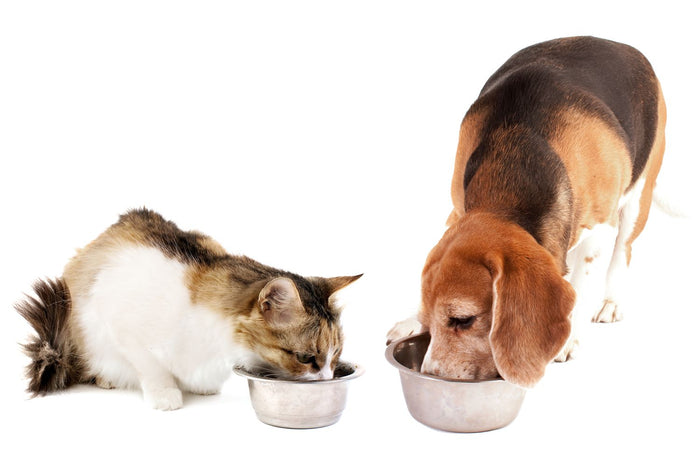 Can Dogs Eat Cat Food? A Complete Guide for Pet Parents