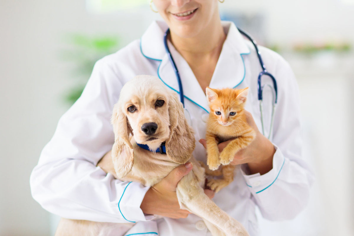 Vet holding a dog and a cat