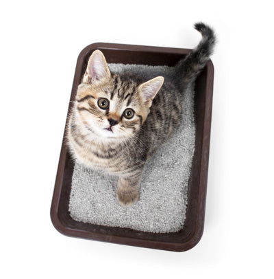 Importance Of A Clean Litter Box: Promoting Your Cat's Health & Well-Being