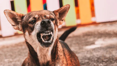 The Most Aggressive Dog Breeds: Understanding Their Behavior