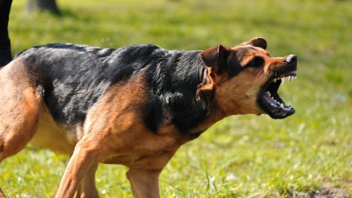 Why Are Some Dog Breeds Banned in India? Let’s Talk About It!