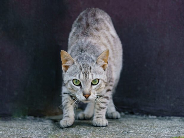 The Importance Of Early Intervention In Managing Cat Aggression