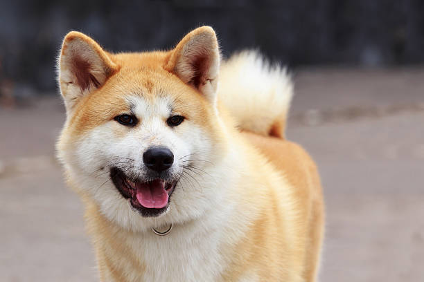 Akita Dog Price in India: What You Really Need to Know Before You Buy