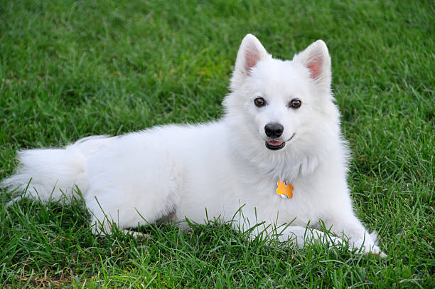 American Eskimo Dog Price In India: Complete Guide for Pet Parents