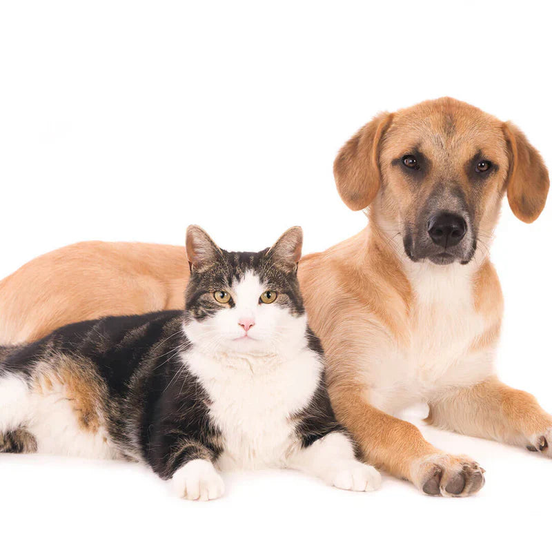 Antibiotics for Dogs and Cats: A Pet Parent’s Complete Guide