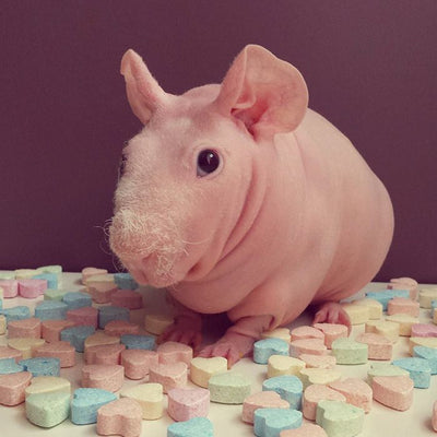 The Ultimate Guide to Hairless Guinea Pigs: Everything You Need to Know
