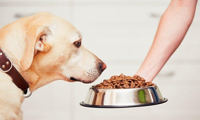 The Rise of Baked Dog Food in India