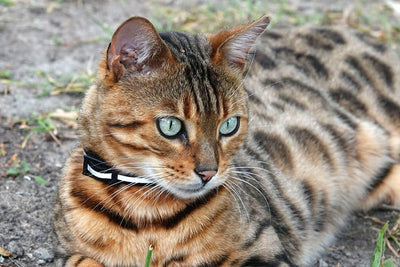 Bengal Cat Price: What to Know Before You Welcome One Home